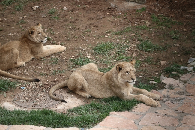 Cumhurbaşkanı Erdoğan'ın aslanları Gaziantep'i sevdi